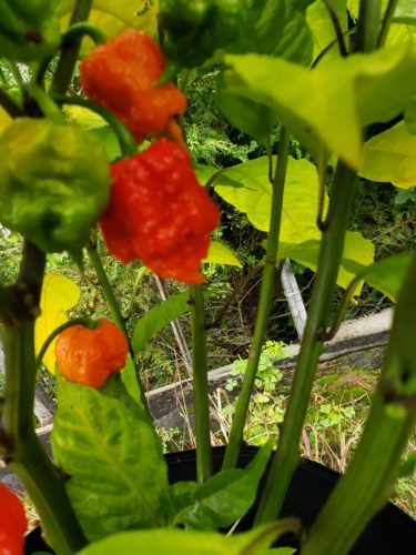 Click to view full screen Carolina Reaper photo review