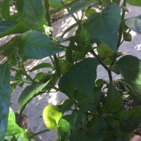 Red Savina Habanero photo review