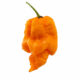 Orange Carolina Reaper