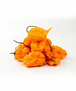 Alternative view of Orange Carolina Reaper