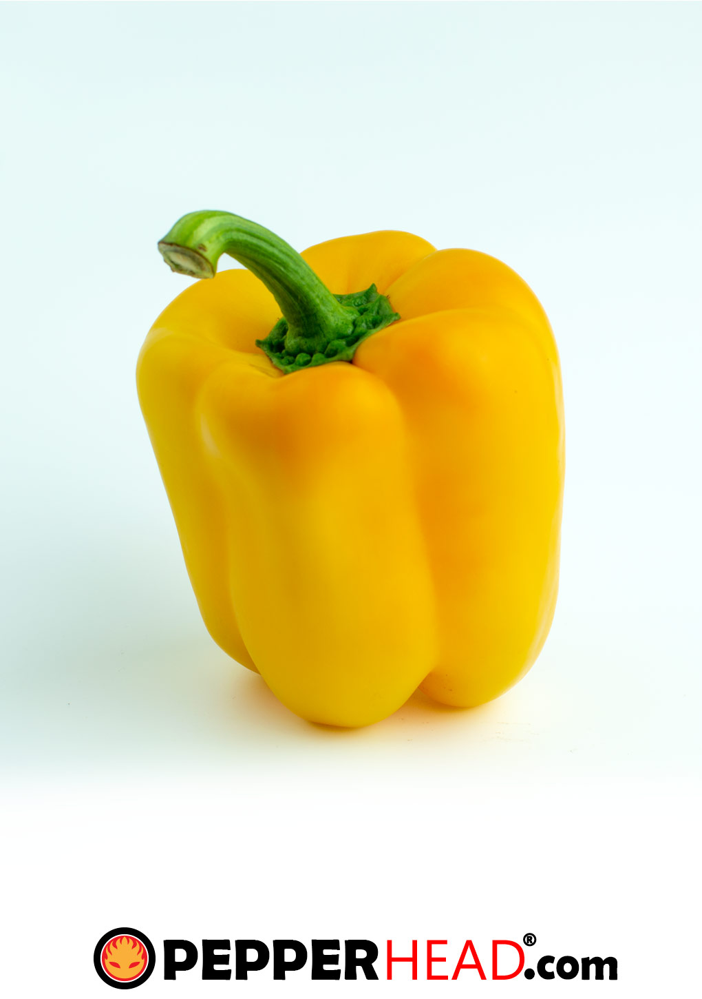 Yellow Bell Pepper