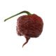 Chocolate Brain Reaper Pepper