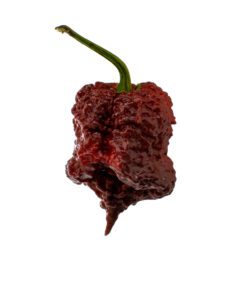 Alternative view of Chocolate Brain Reaper