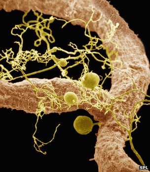 Mycorrhizae Root